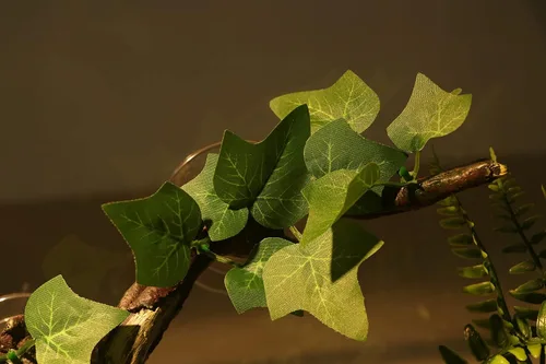 Miniatura 8 de AQUA KT Rama de Esquina de Terrario de Reptiles con Planta Decorativa y Ventosa para Anfibios, Lagartos y Serpientes Trepadoras Rama de escalada