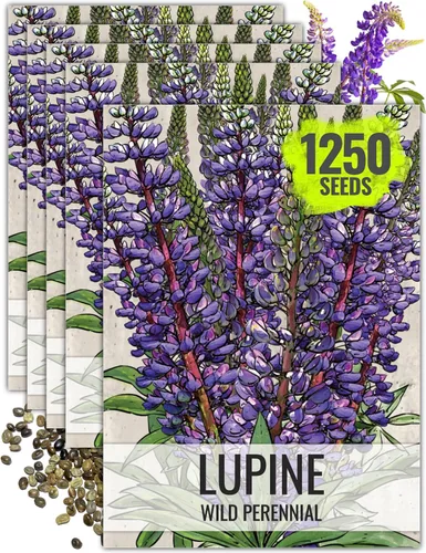 Seed Needs Semillas silvestres perennes de altramuces para plantar reliquias y flores polinizadas abiertas, flores atractivas perfectas para un