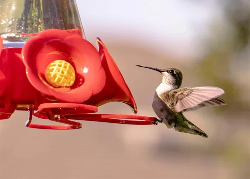 Miniatura 2 de Concentrado de alimentos de néctar de colibrí hace 64 onzas