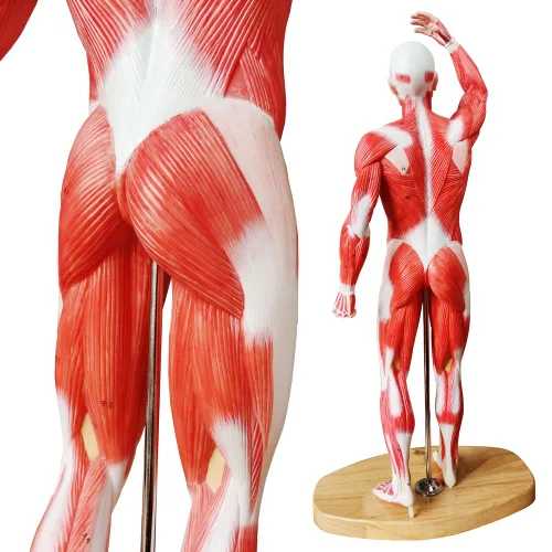 Miniatura 6 de EVOTECH SCIENTIFIC Modelo de músculo humano - Modelo de sistema muscular en miniatura de 20 pulgadas, figura muscular humana, modelo de anatomía