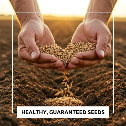 Miniatura 2 de No-Till Garden Farm and Garden Cover Crop Mix Seeds - Mezcla de semillas de cultivo de cobertura de jardinería: Veja peluda, rábano Daikon, coles