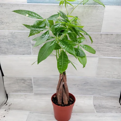 Miniatura 6 de Planta de árbol de dinero, también conocida como Pachira aquatica, plantas de interior tropicales exóticas vivas en maceta de 4 pulgadas, decoración