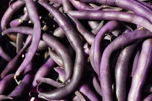 Semillas de frijol Royal Burgundy Bush, paquete de 25 semillas, sin OMG, llamativas y rápidas de recoger, estos frijoles son una gran adición a
