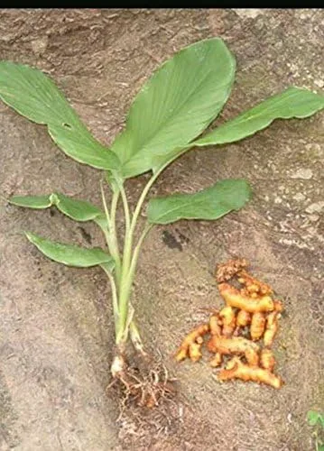 Miniatura 3 de Crecen 3 raíces de cúrcuma para uso en plantas - Cultivado en EE. UU., Zeodaria de jengibre orgánico