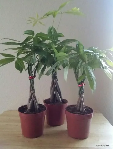 M&M BONSAI ÁRBOL DE DINERO TRENZADO EN MACETA DE ENTRENAMIENTO M&M BONSAI