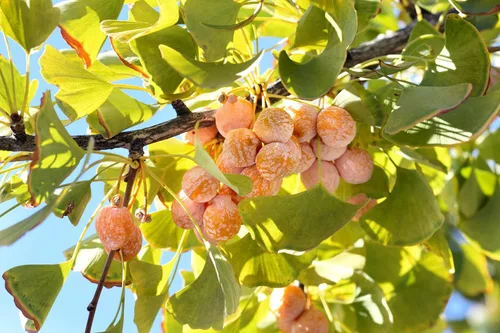 Miniatura 9 de 10 semillas de hierba de fruta de naranja de otoño de Ginkgo BILOBA árbol de culantrillo amarillo