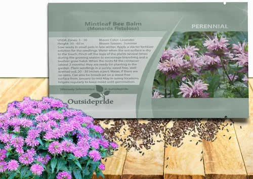 Outsidepride Semillas silvestres de bergamota – 1000 piezas de semillas perennes, fáciles de cultivar y aptas para polinizadores Monarda Fistulosa