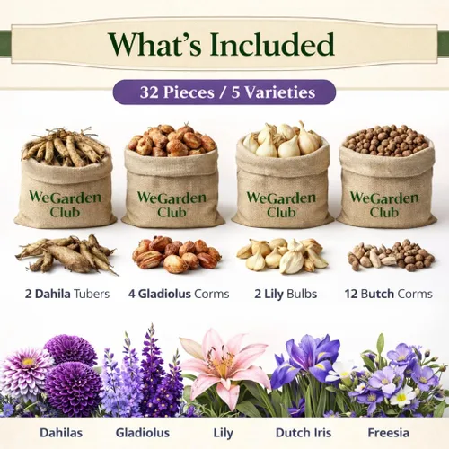 Miniatura 8 de WeGarden - 32 bulbos de flores mixtas para plantar en primavera, dalia, gladiolo, lirio, iris holandés y fresia Colección de bulbos de fácil