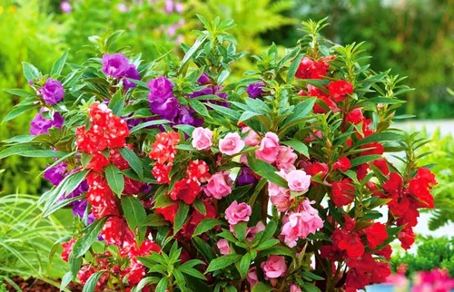 Miniatura 2 de Más de 50 semillas de bálsamo de jardín colorido impaciente - Mezcla de flores