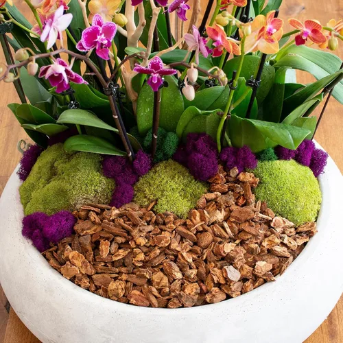 Miniatura 3 de SuperMoss Topa Moss - Decoración ecológica preservada para el hogar y la pared para terrarios, mesas de boda, macetas de interior y más, 1564
