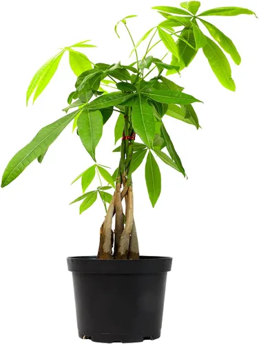 Planta de interior de árbol de dinero vivo en maceta de cultivo de 6 pulgadas, planta purificadora de aire, fácil cuidado para principiantes,