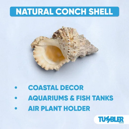 Miniatura 7 de Tumbler Home Conchas marinas grandes para decoración o pecera, decoración costera y náutica, soporte para plantas de aire, adornos de acuario