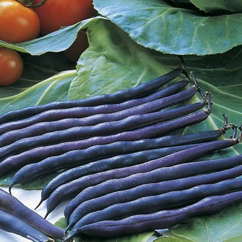 Purple Queen Bush - Semillas de frijol - Paquete de 200 semillas - verticales, compactas y tupidas, esta variedad es fácil de cultivar y recoger. -