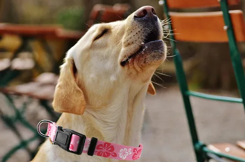 Miniatura 3 de Collar de perro, bonito patrón floral, collar suave y ajustable con hebilla de liberación rápida (L (cuello 16-28 pulgadas, ancho 1 pulgada), rosa