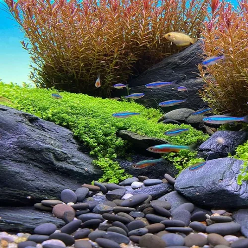 Miniatura 6 de Hemianthus Callitrichoides Cultivo de tejidos US Farm Live Aquarium Plants Midground para decoración de peceras