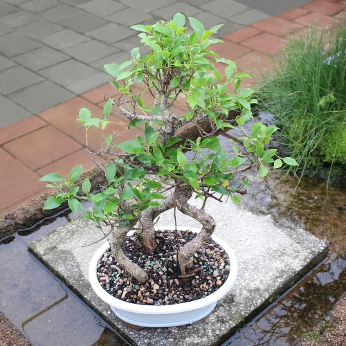 Miniatura 6 de Brussel's Bonsai - Árbol bonsái para interiores, M