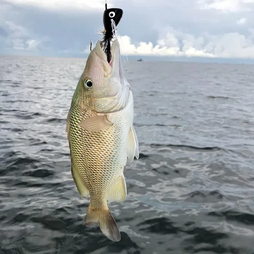Miniatura 7 de Poppers de Pesca con Mosca Moscas Secas de Pesca con Mosca Señuelos de Pesca en Superficie Moscas Popper para Lubina Señuelos de Insectos Cebo A: 10