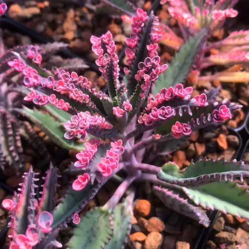 Miniatura 4 de Kalanchoe - Mariposa rosa, planta Kalanchoe rosa viva en maceta de 2 pulgadas, madre de miles de suculentas abigarradas planta de interior viva