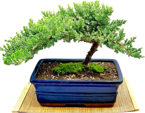 Miniatura 9 de Árbol de enebro enano bonsái vivo de 7 años con soporte de bambú hecho a mano Árbol de enebro o jade bonsái Interior/Exterior 100% hecho a