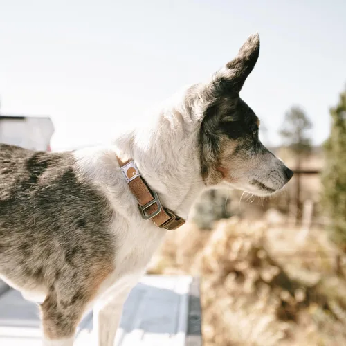 Miniatura 5 de Carhartt Collares de cincha de nylon totalmente ajustables para perros, costuras reflectantes para visibilidad, Grande Deep Wine