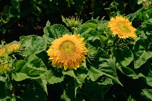 Miniatura 3 de Plant Good Seed Semillas de girasol orgánicas Double Goldy F1 – Paquete de 50, semillas tradicionales para plantar flores, suministros