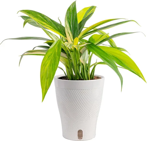 Miniatura 19 de Costa Farms – Planta de Pothos Albo Variegado viva en maceta auto-regante, purificadora de aire para interior, perfecta para decoración del hogar