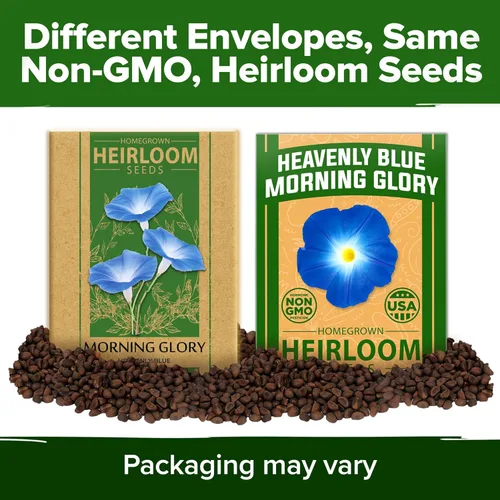 Miniatura 9 de HOME GROWN Heavenly Blue Morning Glory - 150 semillas de reliquia para plantar, ideal para un jardín de flores que atrae a polinizadores y pájaros