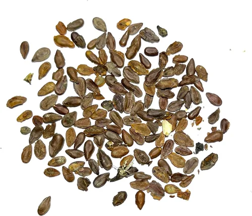 Miniatura 5 de Seed Needs Pink Swamp Semillas de algodoncillo para plantar, reliquia y sin tratar, cultiva un jardín de mariposas para atraer mariposas monarca