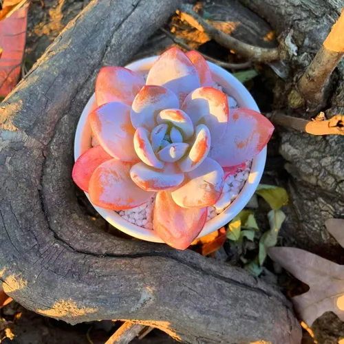 Miniatura 5 de Plantas suculentas vivas Echeveria Laui de 2.5 pulgadas, suculentas rojas raras con raíz desnuda sin tierra de maceta, plantas vivas para decoración