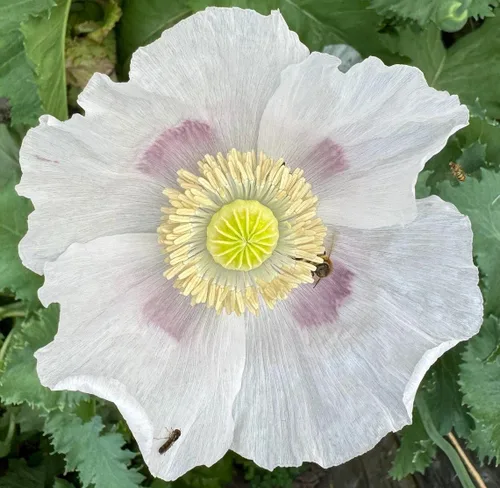 Paquete de semillas prémium de papaver de amapola blanca gigante Somniferum