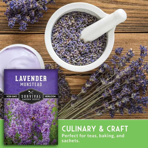 Miniatura 5 de Munstead - Semillas de Lavanda Inglesa para Plantar – Hierba Perenne Enana Compacta Resistente para Jardines Interiores o Exteriores, Flor