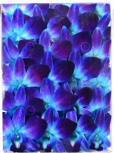 Miniatura 12 de Miami Fresh Orchid Flower OrchidClub USA Sunne Tropical Loose Bloom DIY Lei, decoración de alimentos y bebidas (50 amarillos)
