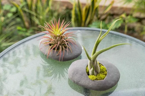 Miniatura 2 de Paquete de 3 soportes de piedra de cerámica gris con plantas de aire surtidas, planta de interior y exterior de Tillandsia viva, al por mayor y a