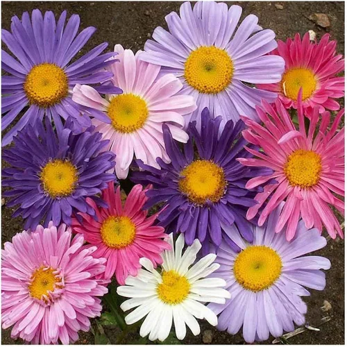 Miniatura 2 de Everwilde Farms - Semillas de flores silvestres Aster de China mezcladas de 1 onza - Gold Vault
