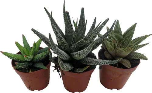 Miniatura 2 de Super Sale - Colección Haworthia 3 Plantas - Maceta de 2