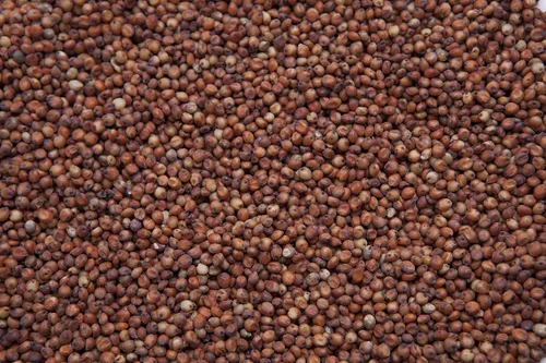 Miniatura 2 de Milo Rojo (Sorgmo de Grano) (8)