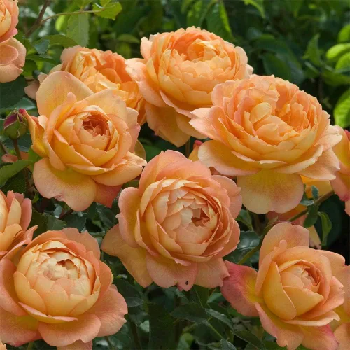 Miniatura 4 de Rosas arbustivas inglesas de reliquia, planta de raíz propia viva para jardín al aire libre, Lady of Shalott, muy fragantes, zonas de rusticidad