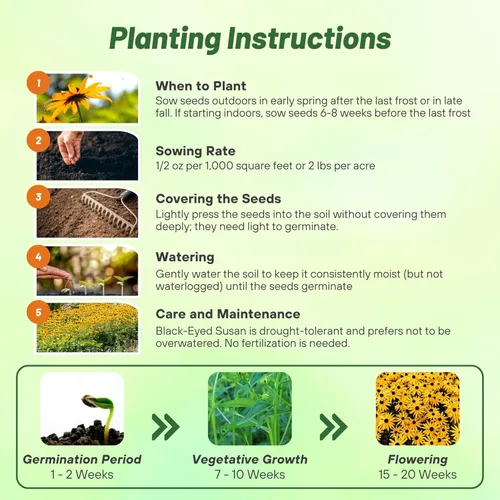 Miniatura 4 de Outsidepride Black Eyed Susan Rudbeckia Seeds - Semillas de flores perennes, fáciles de cultivar y auto-siembradas para plantar flores amarillas