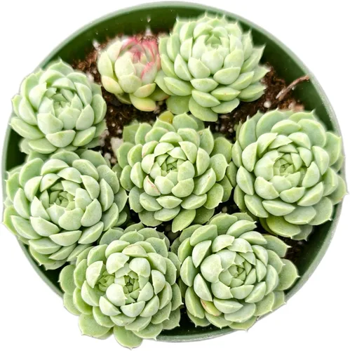 Miniatura 10 de Sprout N Green Aeonium - Almohadilla de lirio, planta suculenta viva totalmente enraizada en maceta de 4 pulgadas, oficina en casa, decoración