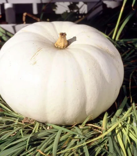 Miniatura 4 de TomorrowSeeds - Semillas de calabaza blanca Lumina - Más de 10 unidades - para plantar Halloween otoño tallado fantasma Casper oso polar Calabaza