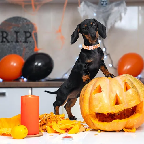 Miniatura 4 de Lionheart Glory Collar de calabaza de Halloween, resistente, ajustable, collar de cachorro XS para perros hembras o machos A: Calabaza Phnom Penh