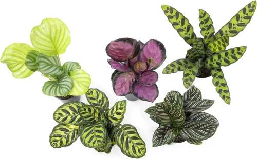 Miniatura 13 de Calathea - Plantas de oración vivas (4 unidades), plantas de interior aptas para mascotas, paquete de plantas de interior de oración, mezcla