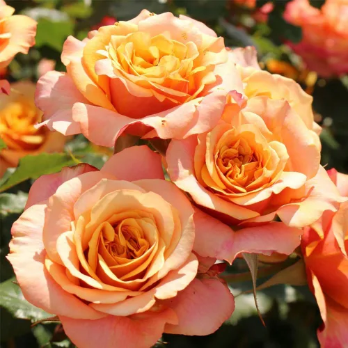 Miniatura 2 de Rosas Heirloom Grandiflora, planta de raíz propia viva para jardín al aire libre, Sunbelt® Crazy Love™, Moderadamente fragantes, Zonas