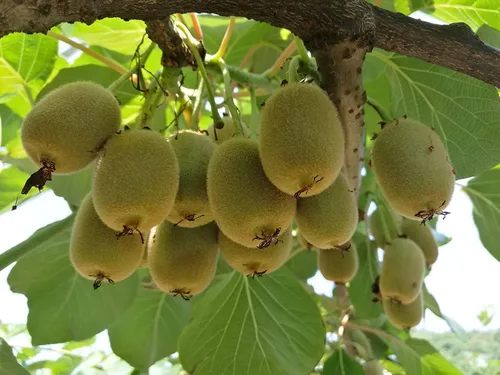 Miniatura 7 de Semillas de frutas para plantar (100 semillas de fruta del dragón)
