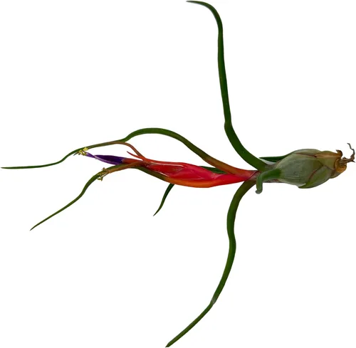Miniatura 6 de ragnaroc Air Plants - Caja de Regalo Elsker - Grande 4" - 5ct - Llegada Viva Garantizada - Plantas de interior para decoración del hogar y regalo