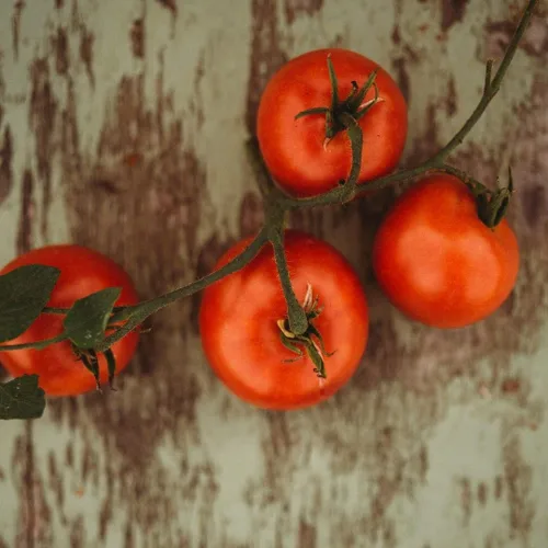 Miniatura 2 de Perestroika - Tomate siberiano – 50 semillas – Variedad de reliquia rusa, ideal para estaciones cortas y climas fríos, semillas de tomate sin OMG