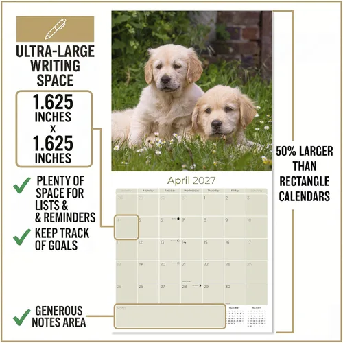 Miniatura 3 de Razas de Perros 2017 cachorros de golden retriever