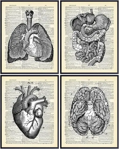 Miniatura 8 de Corazón, pulmones, cerebro, órganos de anatomía intestinal – Diccionario reciclado, impresiones artísticas de pared para clínica médica, oficina