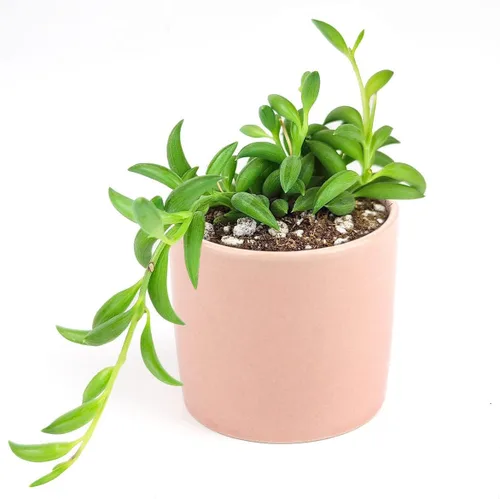 Miniatura 5 de Senecio - Cadena de plátanos suculenta a la venta (4 pulgadas + maceta moderna blanca) - Guía de cuidado