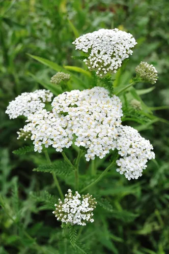 Miniatura 5 de Yarrow White 10,000 Seeds (Achillea millefolium) - Heirloom - Polinizadas abiertas - Semillas de flores nativas para plantar - Atrae polinizadores